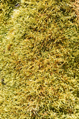 abstract background of green and yellow moss plant