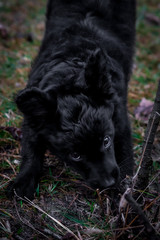 Słodki czarny piesek © Anna Granat