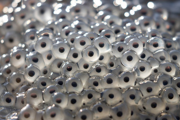 A close up view of frog spawn in the morning sun