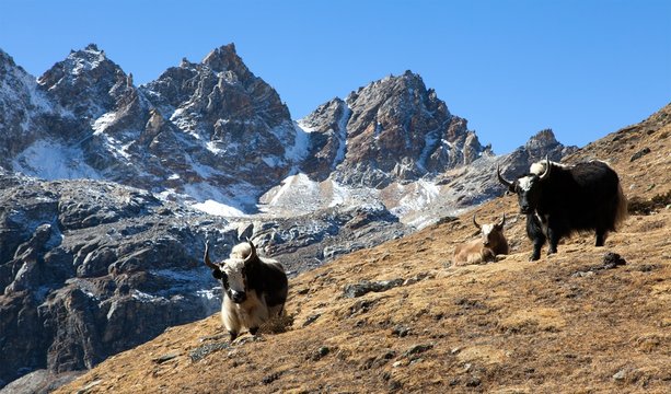 DIE 1,584 BESTEN BILDER, STOCKFOTOS UND ZU „Nak