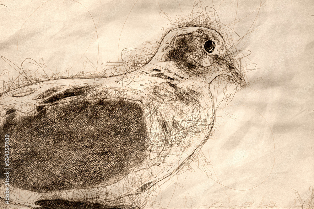 Sticker Sketch of Profile of a Perched Mourning Dove