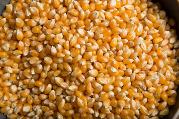 Unpopped,  popcorn, background, Yellow, kernels, Edible, raw, organic and vegan. Macro food, photo, closeup, top view