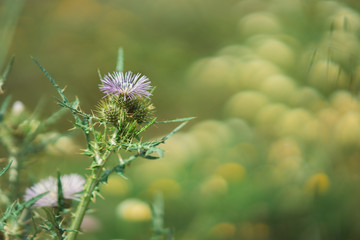 spring flowers on sunny day with blur background and sun light behind