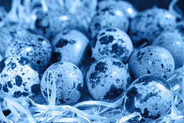 Quail eggs on a wooden chip. A closeup. Easter concept. Toning in classic blue.