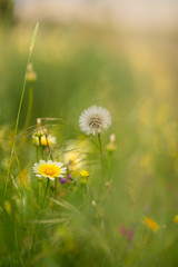 various kinds of spring flowers on sunny day with blur background.