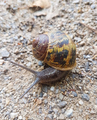 European brown snail or Spotted snail (in german Gefleckte Weinbergschnecke) Cornu aspersum, Helix aspersa, Cryptomphalus aspersus or Cantareus aspersus