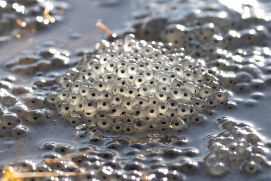 Frog spawn on the top of a pond being lit by the morning sun