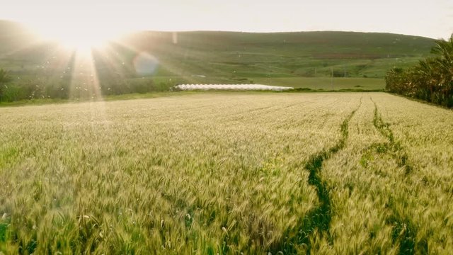 view of agricultural fields in Northern Israel. video shooting from a drone on a Sunny spring day.the camera moves quickly over the field