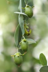 Jojoba Früchte am Zweig - Simmondsia chinensis - 334258309