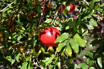 pomegranate