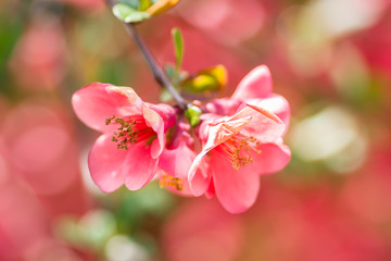 Fototapeta na wymiar Blooming flowers Japanese quince tree 