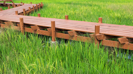 Naklejka premium Wood platform at paddy field.
