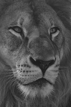 portrait of a lion © Antonio