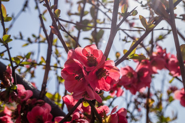 Blooming flowers Japanese quince tree 