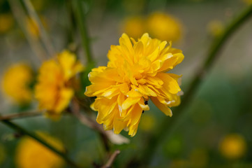 Beautiful yellow flowers on a bokeh background