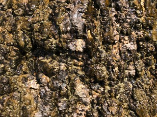bark of a tree