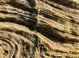 texture of bark of a tree