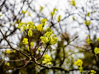 HIGH ANGLE AGAINST A GREY SKY