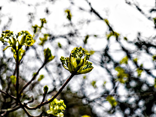 HIGH ANGLE AGAINST A GREY SKY