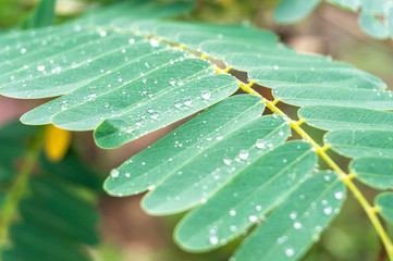 Beautiful green leaf with drops of water.