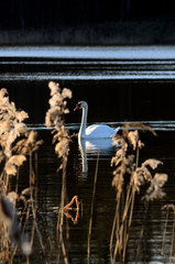 Fototapeta na wymiar White swan on a lake on a spring morning, view through the reeds.