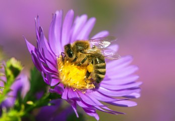 bee or honeybee sitting on flower, Apis Mellifera