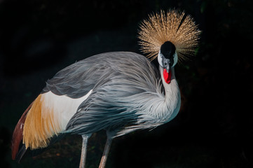 grey crowned crane