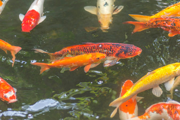 Background of colorful Koi fish ,Nature