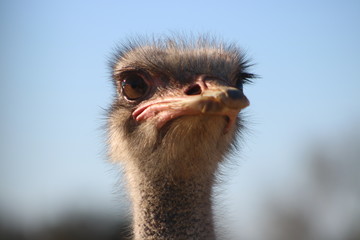 Curious ostrich portrait with big eyes looking into the camera intrigued.