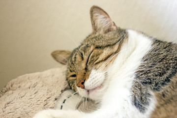 Fototapeta na wymiar Beautiful sleeping cat close-up. Closeup cat portrait with green eyes, red nose, striped hair