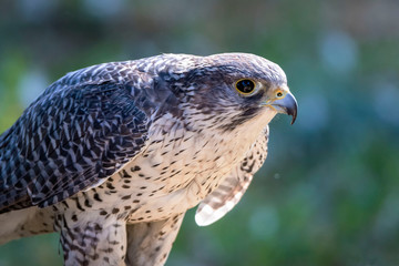 falcon