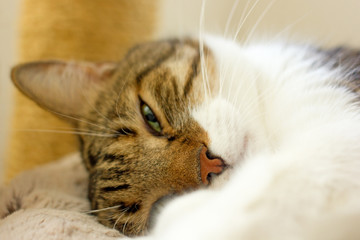 Obraz premium Beautiful sleeping cat close-up. Closeup cat portrait with green eyes, red nose, striped hair.