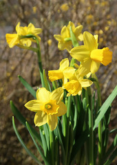 Obraz premium blooming daffodils in spring in the garden