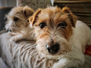 Two cute Jack Russell Terrier dog resting on the couch, one of them looking at the camera directly.