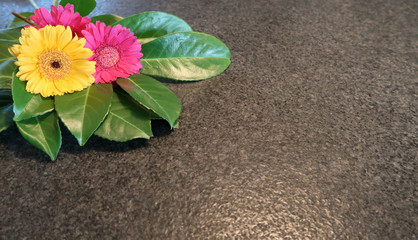 pink and yellow gerbera with green on a granite table with copy text space