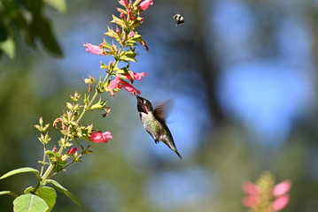 hummingbird, hummingbird and flower
