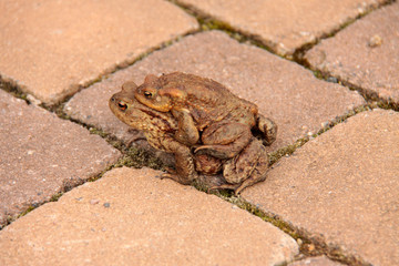 Ein paar Kröten während der Krötenwanderung