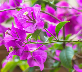 Fototapeta na wymiar Purple bougainvillea flower close up