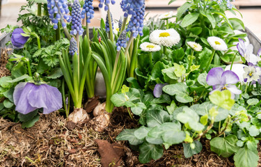 Spring flowers Muscari, daisies, pansies in garden decoration on fertile soil. Bulbs with stems and flowers of Grape hyacinth (Muscari armeniacum) on a botanical background in a rustic vintage style.