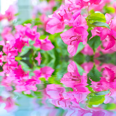 Pink bougainvillea flower close up and reflection