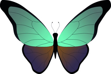 butterfly with beautiful multi-colored wings with antennae