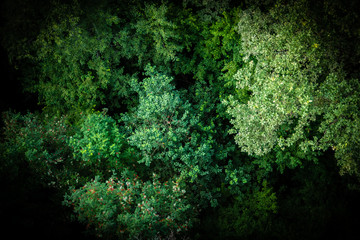 Trees view from above