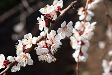 spring white flowering branch of an apricot tree.