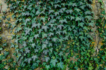 Efoi Blätter Grüne Hecke