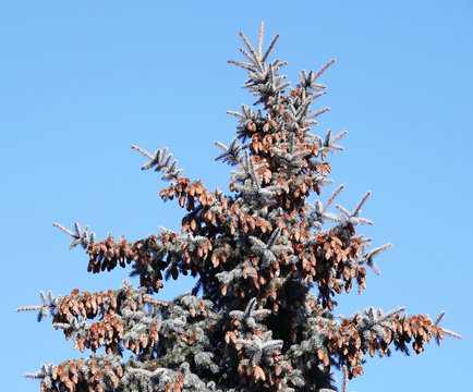 Bunches of cones on a conifer
