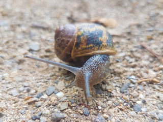 European brown snail or Spotted snail (in german Gefleckte Weinbergschnecke) Cornu aspersum, Helix aspersa, Cryptomphalus aspersus or Cantareus aspersus