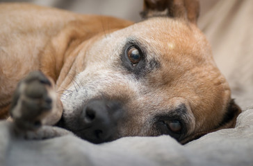 Closeup portrait of senior staffordshire bull terrier
