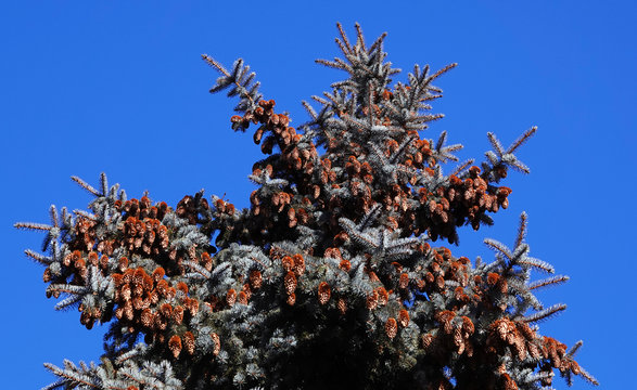 Bunches of cones on a conifer