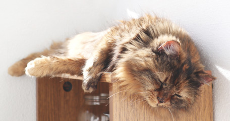 Ginger long hair cat lies near the window. STAY HOME concept, coronavirus pandemic.