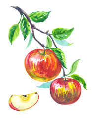 Apples on a branch and a slice of apple, watercolor fruits, drawing on a white background, isolated.